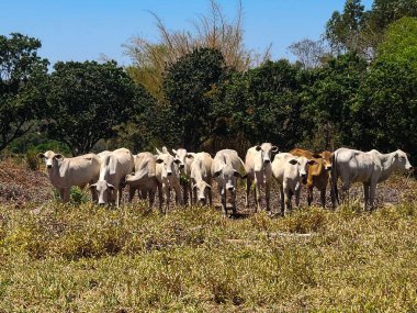 Bir grup beyaz ineğin açık bir çayırda toplandığı etkileyici bir kırsal manzara. Arka planda, doğanın sükunetini yansıtan yemyeşil ağaçlar yer alıyor..