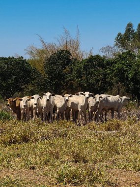 Bir grup beyaz sığır açık mavi gökyüzünün altındaki uçsuz bucaksız bir çayırda göze çarpıyor. İnekler dikkatle izliyor..