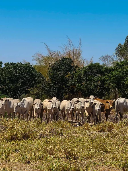 Otlayan bir grup ineğin görüntüsü. Kırsal alan, kırsal kesime derinlik ve yaşam katan yeşil ağaçlarla çevrili..
