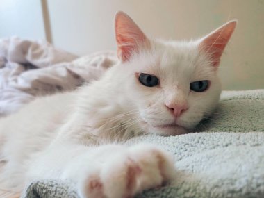 Hoş, uzun saçlı beyaz bir kedi yumuşak bir havlunun üzerinde rahatlar, delici mavi gözleri kameraya nazikçe bakar..