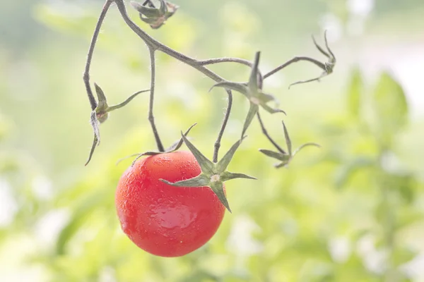 Самотня червона ягода на вітрі. Вишневі помідори на гілці . — стокове фото