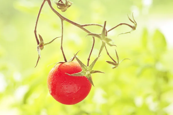 Самотня червона ягода. Вишневі помідори на гілці. Ретроефект . — стокове фото