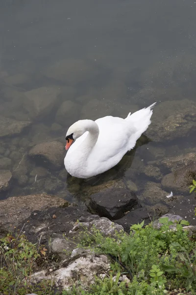 Ensam vit svan på en sjö i höst. — Stockfoto