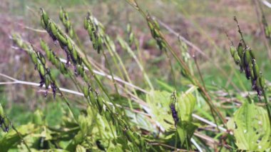 Rüzgardaki çimenler