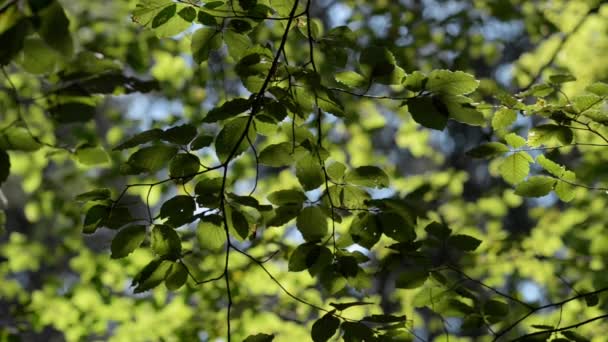 Leaves swaying in the wind in a city park — Stock Video