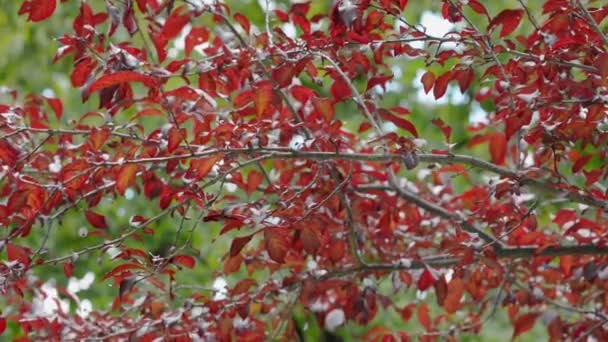 Rode bladeren in de wind in de zomer — Stockvideo