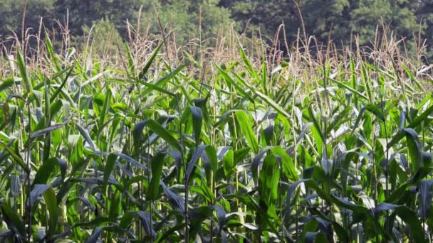 Поле зрелого кукурузного поля — стоковое видео