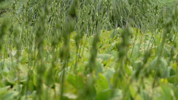 Herbe avec des feuilles vertes dans le vent 