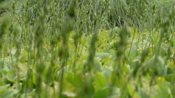 Hierba con hojas verdes en el viento — Vídeo de stock