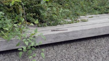 Küçük kertenkele otların arasına kaçar