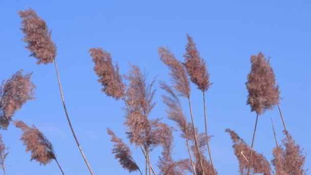 La hierba esponjosa se balancea en el viento. Sobre el fondo del cielo azul . — Vídeo de stock