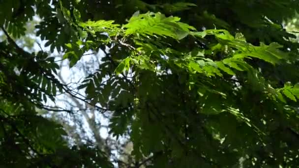 As folhas de uma árvore balançando ao vento em um parque da cidade — Vídeo de Stock