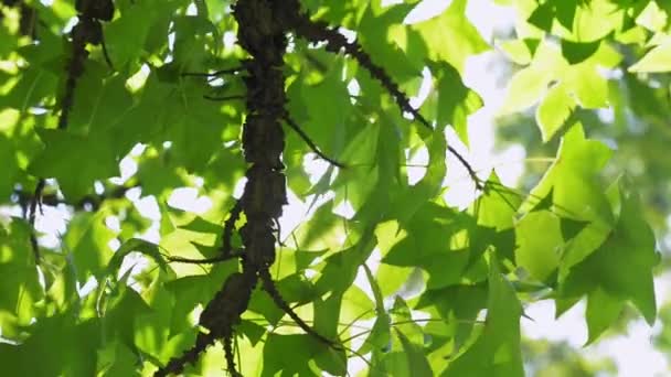 Um raio de sol rompe os galhos de árvores verdes — Vídeo de Stock