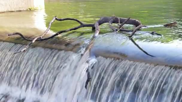 Suche drzewa, wody driftwood tkwi w bramy miasta nad rzeką. — Wideo stockowe