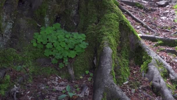 Zöld moss a fa gyökerei. Régi kő lépcsők az erdőben. Az erdő mókus. — Stock videók