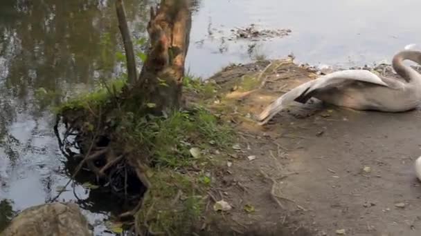 Cisnes jovens relaxando na margem da lagoa da cidade sem pais . — Vídeo de Stock