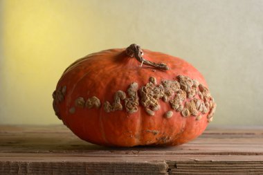 Eski ahşap masa üzerinde büyük güzel olgun balkabağı. Ülke stil.