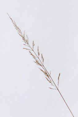 Minimalist kış fotoğrafı temiz beyaz kardan tek bir kuru ot kulağının çıktığını gösteriyor. Yumuşak ışık ve dikey çerçeve ile sakin doğal bileşim.