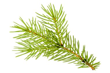 Spruce şubesi beyaz arka planda izole edilmiş. Yeşil köknar. Noel ağacı.