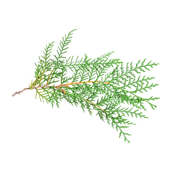 Beyaz arka planda yeşil bir thuja dalının fotoğrafı..