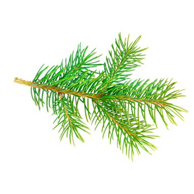 Beyaz arka planda keskin yeşil iğneleri olan yeşil ladin dalı