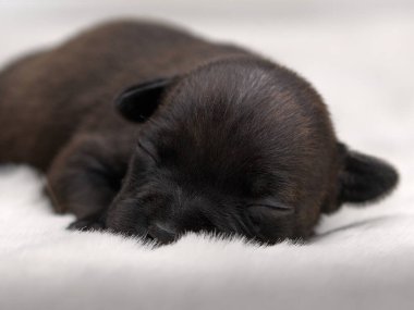 Newborn Black Puppy Sleeping  Front Close-Up on Soft White Fur