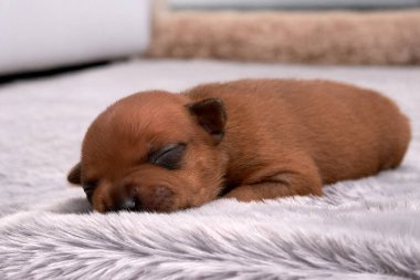 Newborn Puppy Sleeping on Fluffy Grey Blanket