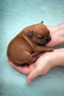 Uyuyan Yeni Doğan Köpek İnsan Ellerine Bakıyor
