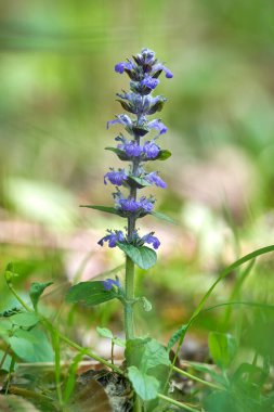 Orman zemininde açan yabani mor çiçek