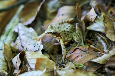 Kuru yaprakların arasında oturan kamufle olmuş orman kurbağası.