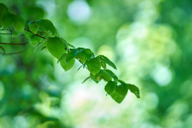 Yumuşak bokeh dallı taze yeşil yapraklar