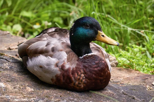 Vahşi yaban ördeği doğada dinleniyor