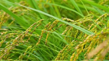 Pirinç. Kore 'nin tarlalarında büyüyen büyük bir pirinç fideleri alanı. Yüksek kalite 4k görüntü