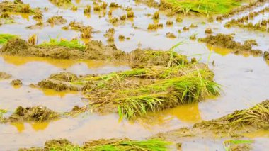 Kore 'deki pirinç hasadından sonra pirinç tarlaları. Yüksek kalite 4k görüntü