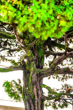Güzel şekilli Kore çam ağacı Pinus Koraiensis yemyeşil yapraklı ve çarpık gövdeli geleneksel Kore bahçesinde. Tapınak mimarisinin yanındaki süs ağacı Kore kültüründe uzun yaşam ve barışın sembolü. Yüksek kalite fotoğraf
