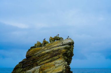 Martılar, Doğu Denizi 'ndeki kayaların üzerinde otururlar. Güney Kore. Yüksek kalite fotoğraf
