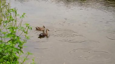 Eğil. Benekli Ördek yüzüyor ve nehirde yemek yiyor. Ananas zonorhyncha. Yüksek kalite 4k görüntü