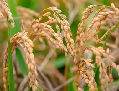 Pirinç. Kore 'nin tarlalarında büyüyen büyük bir pirinç fideleri alanı. Yüksek kalite 4k görüntü