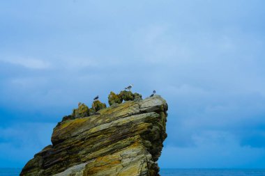 Martılar, Doğu Denizi 'ndeki kayaların üzerinde otururlar. Güney Kore. Yüksek kalite fotoğraf