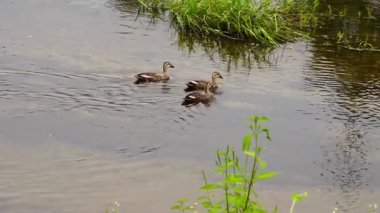 Eğil. Benekli Ördekler nehirde yüzüyor. Ananas zonorhyncha. Yüksek kalite 4k görüntü