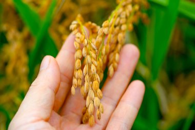 Pirinç. Elinde bir pirinç kulağı. Kore tarlalarında pirinç fideleri yetişiyor. Yüksek kalite fotoğraf