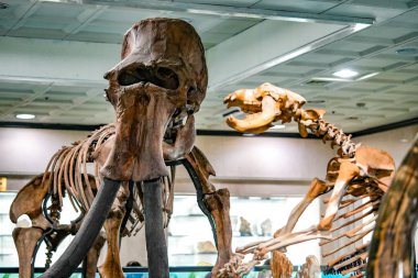 Gangwondo, Güney Kore - 8 Ekim 2025 Gangwon Kapsamlı Müzesi, iskelet dinozorlar. Yüksek kalite fotoğraf