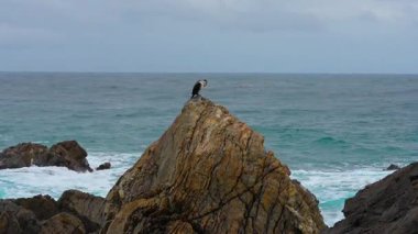Büyük Karabatak Phalacrocorax karbonhidratı kayada, Doğu Denizi 'nde, Güney Kore' de bulunur. Yüksek kalite 4k görüntü