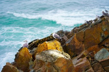 Martılar, Doğu Denizi 'ndeki kayaların üzerinde otururlar. Güney Kore. Yüksek kalite fotoğraf