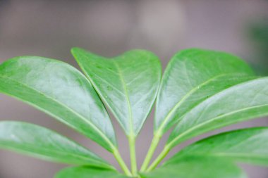 Canlı yeşil bir yaprağın detaylı makro görüntüsü. Karmaşık sarı damar desenini gösteriyor, doğal dokuyu ve rengi yakalıyor..