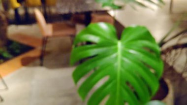 Bulanık yeşil yaprak dokusu, parlak bir günde doğa, ekoloji, çevre ve taze organik büyümeyi gösterir..