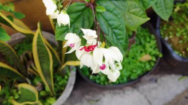 Clerodendrum thomsoniae 'yi kapatın, kanayan kalp sarmaşığı, çiçeklerle süslenmiş süs bitkisi.