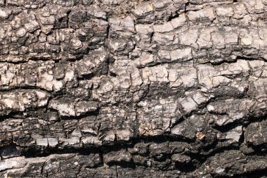 Belirgin düzensiz çıkıntıları olan toprak ahşap bir doku ve eski bir ormandaki yıpranmış detaylar..