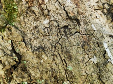 Belirgin düzensiz çıkıntıları olan toprak ahşap bir doku ve eski bir ormandaki yıpranmış detaylar..