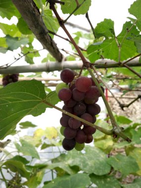 Hasat mevsiminde üzüm asmalarında yetişen organik üzüm kümelerini kapatın.